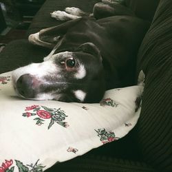 High angle view of dog resting on bed