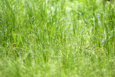 Full frame shot of fresh grass in field