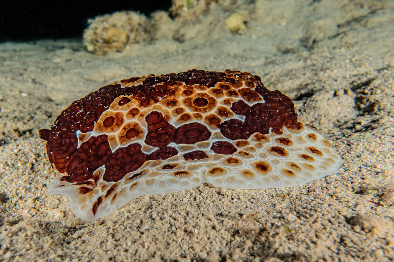 CLOSE-UP OF A TURTLE ON THE BEACH