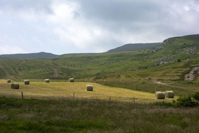 Scenic view of rural landscape