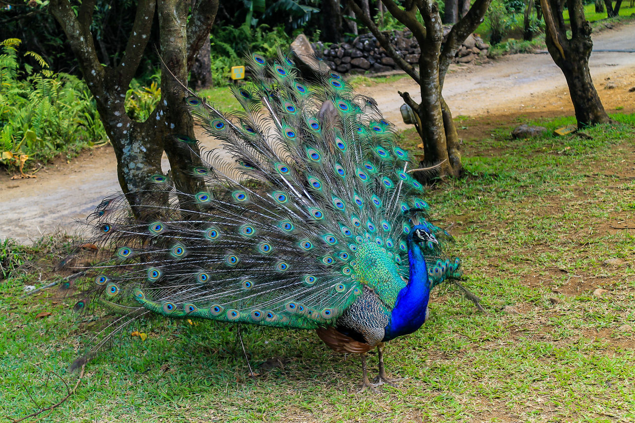 VIEW OF PEACOCK