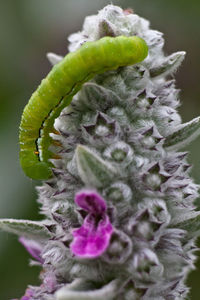 Close-up of flowers