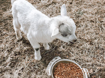 High angle view of dog standing on field