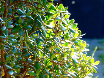 Low angle view of leaves on tree