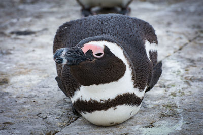 Close-up of penguin against blurred background