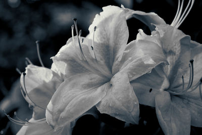 Close-up of flowers blooming outdoors