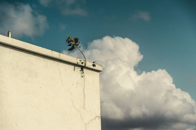 Low angle view of bird flying against sky