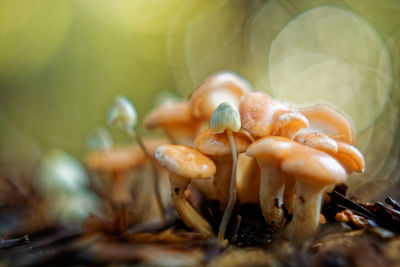 Close-up of mushrooms