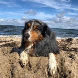 Close-up of a dog on beach