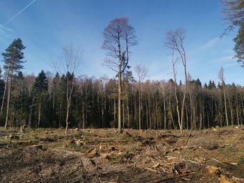 Trees growing on field against sky