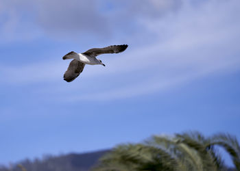 Low angle view of seagull flying