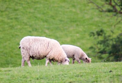 Sheep grazing in a field