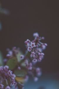 Close-up of purple flowering plant