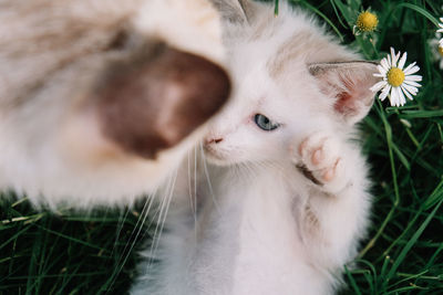 Close-up of a cat