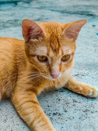 Close-up portrait of a cat