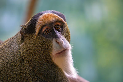 Close-up of monkey