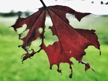 Close-up of leaves