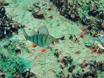 Close-up of a perch fish swimming in a lake