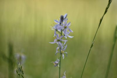 Close-up of flowering plant