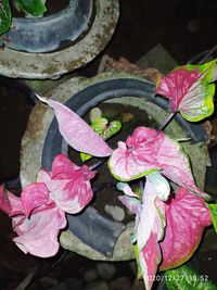 High angle view of pink flower floating on water