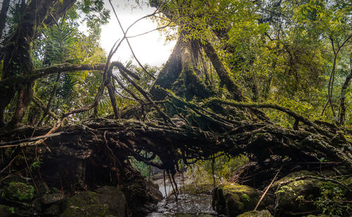 Low angle view of trees in forest