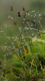 Close-up of wet spider web on plant
