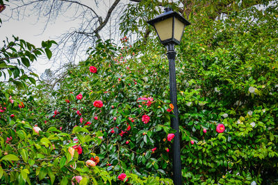 Red flowering plants in park