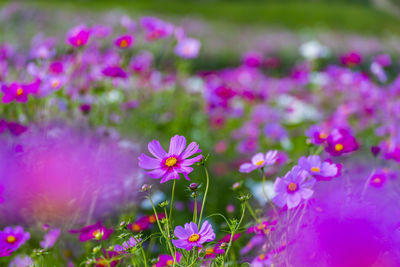 Awaji hanajiji cosmos field