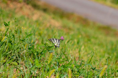 Close-up of butterfly pollinating on flower