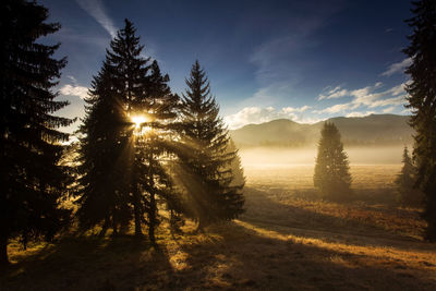 Pine trees on land against sky during sunset