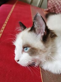 Close-up of cat lying down
