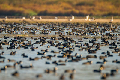 Close-up of coots swimming on lake