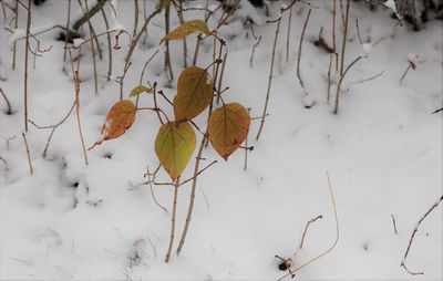 Dry leaves on snow covered field