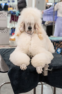 Adult standard poodle is being groomed on a grooming table and is patiently waiting