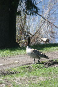Bird on a field