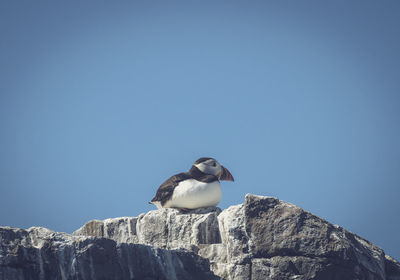Low angle view of bird on rock against clear blue sky
