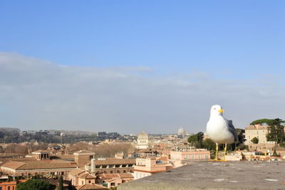 Seagull perching on wall against sky in city