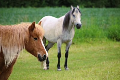 Close-up of horses on field