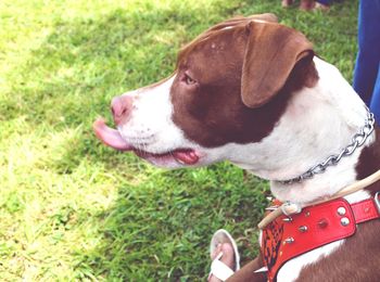 Close-up of dog on grassy field