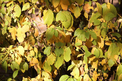 Low angle view of fruits on tree