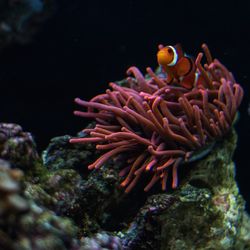 Close-up of fish underwater