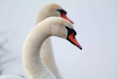 Close-up of swan