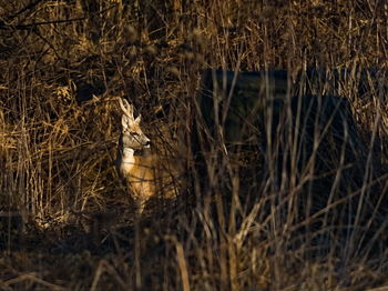 The roe deer capreolus capreolus in the bushes. european roe in the wild