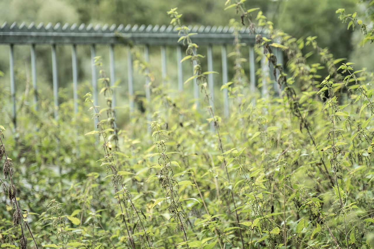 Stinging nettles