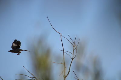 Low angle view of bird flying in sky