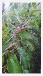 Close-up of spider web