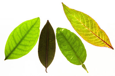 Close-up of leaves against white background