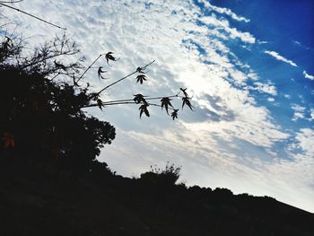 Low angle view of silhouette trees against sky