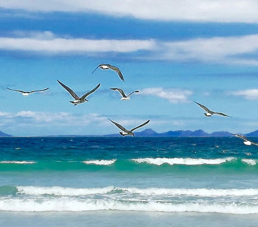 FLOCK OF BIRDS FLYING OVER SEA
