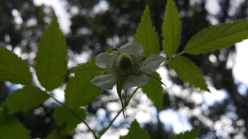 Close-up of white flowering plant